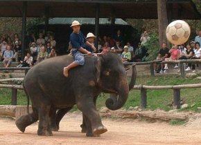 メーサーエレファントキャンプ エレファントショー画像