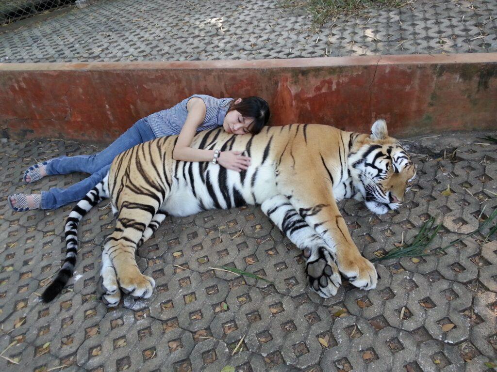 タイガーキングダム・チェンマイ1