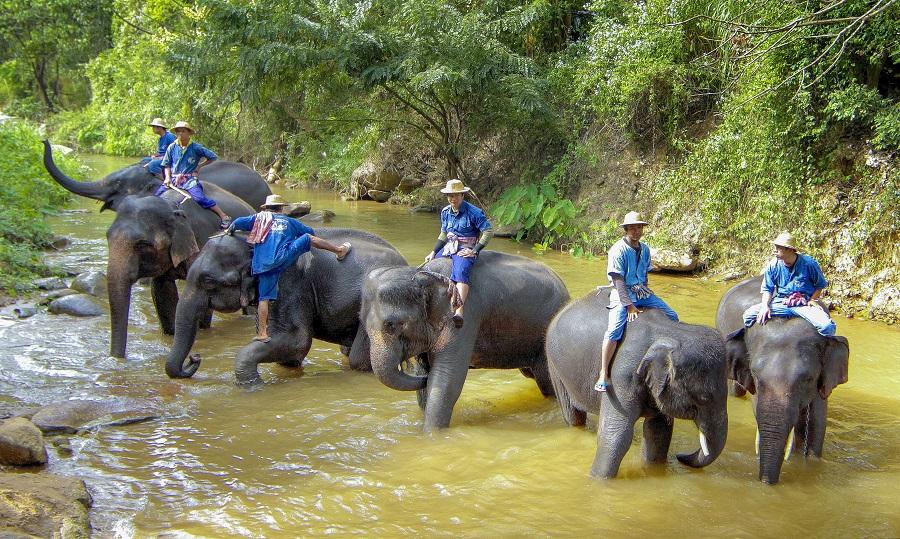 チェンマイ郊外エレファントキャンプ