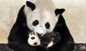 チェンマイ動物園パンダ画像